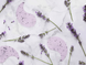 Успокаивающие патчи с экстрактом лаванды JayJun Lavender Eye Gel Patch 15724 фото 2
